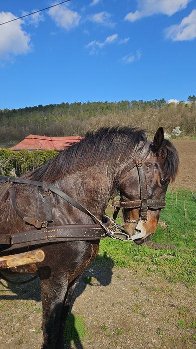 iapă bândă  de căruță și călare