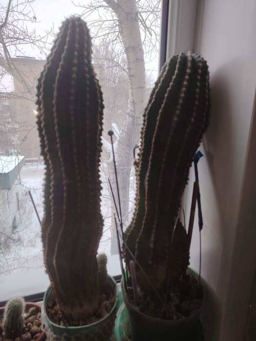 Комнатные цветы разные