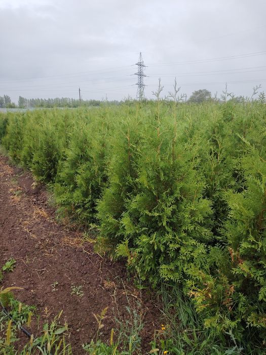 Туя Брабант Смаракт