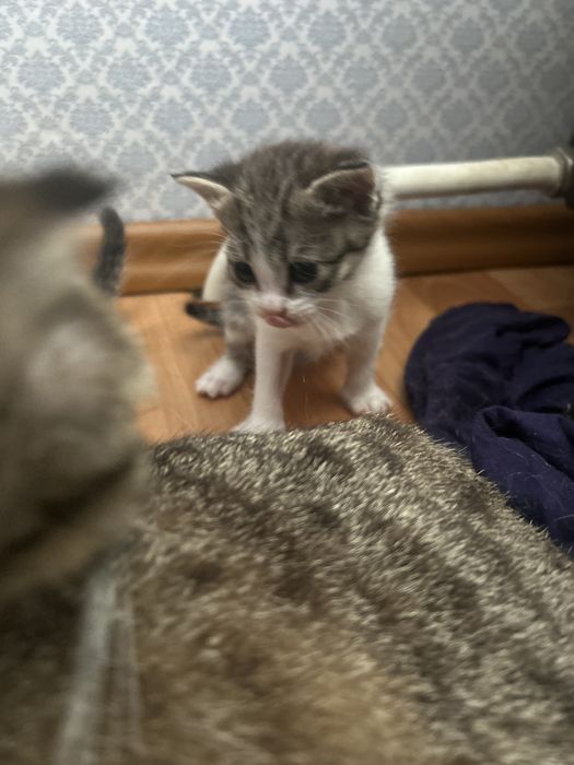 вислоухие котята