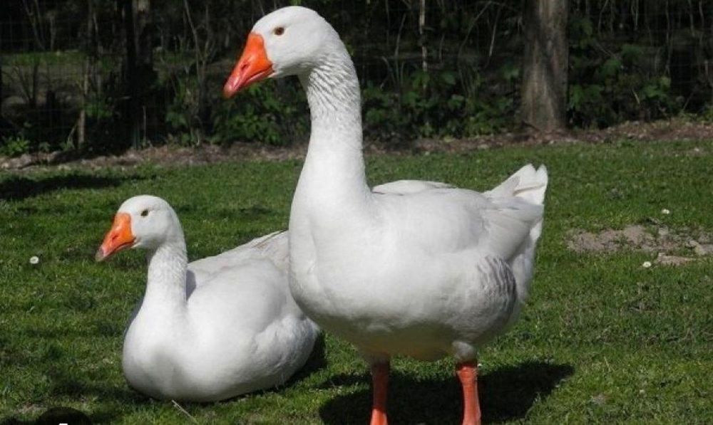 Zotdor gʻozlar sotiladi