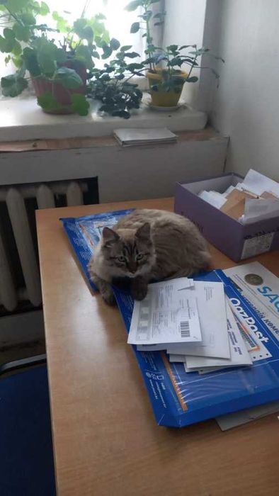 Н а й д е н       К о т