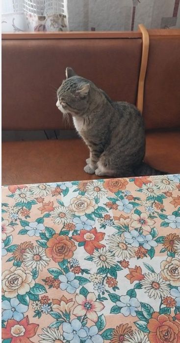 Пропал кот полосатый серого цвета