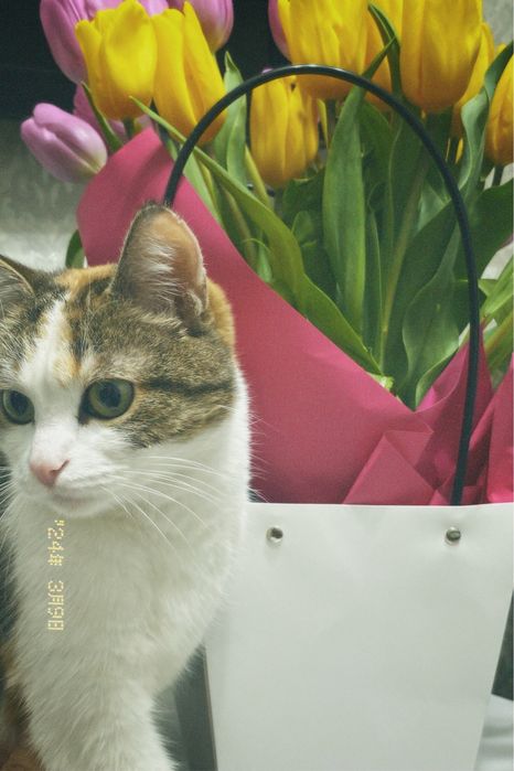 Отдам Кошку в хорошие руки!