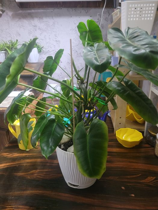 Филодендрон продам