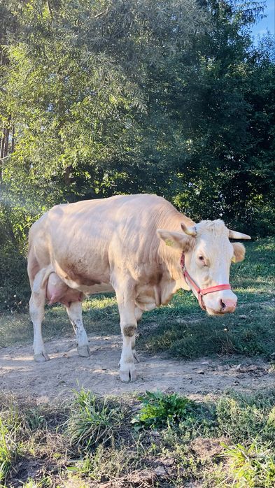 Vaca de vanzare l!