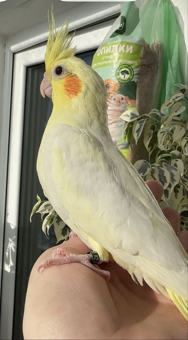 Птенцы Корелл.