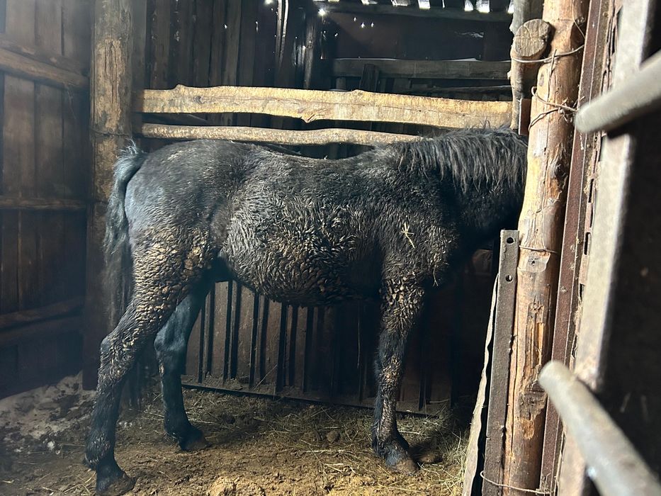 Құнандар сатам семіртілген