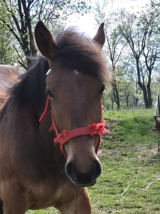 De vînzare mînz murg