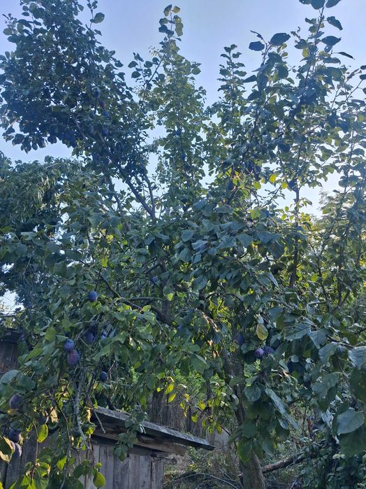 prune pentru masa