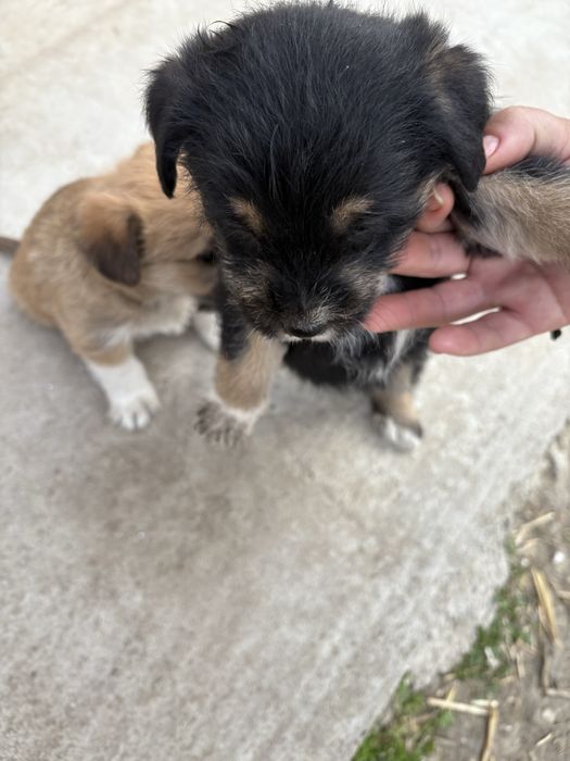 cateii adoptie URGENT