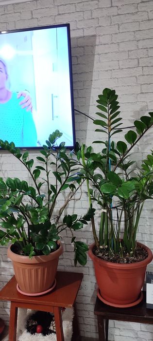 Замиокулькас долларовое дерево