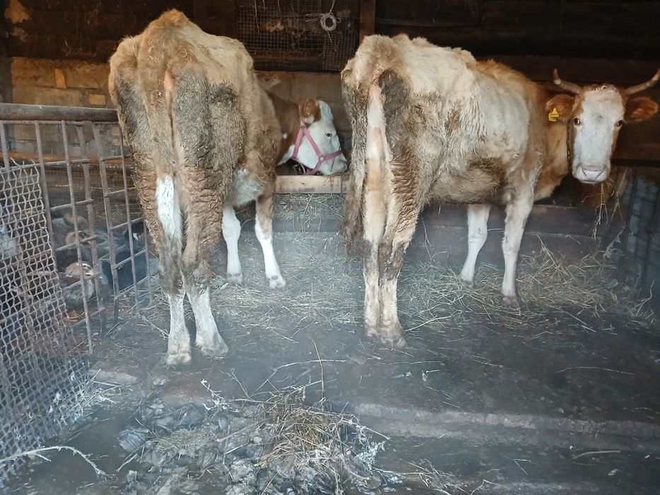 Продам коров 2 головы
