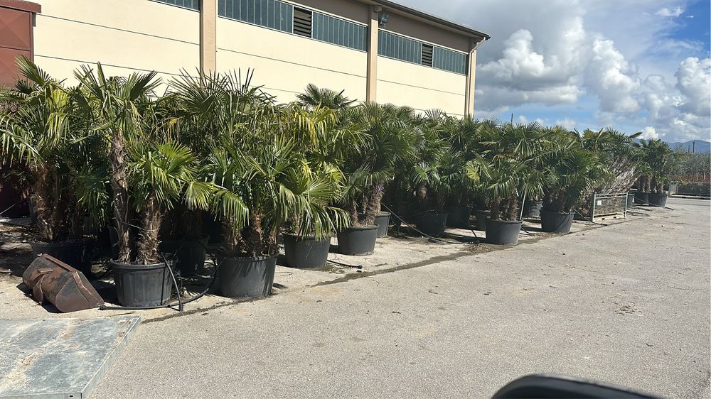 Palmier de mai mulete speci si multe alte plante