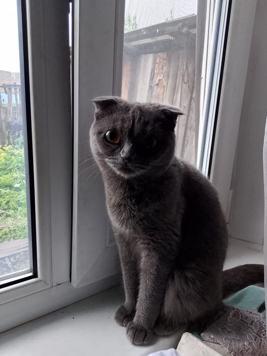 Продам кошечку 2месяца.