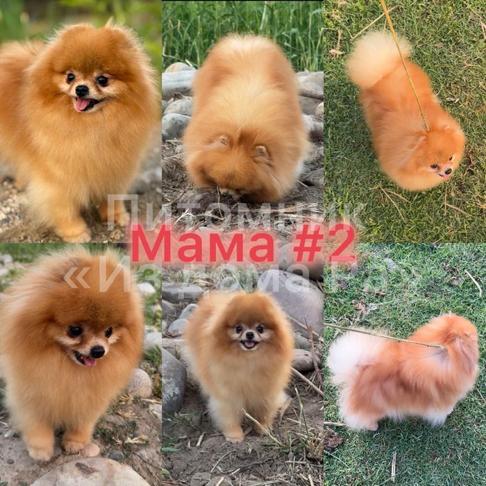 Померанский шпиц (миники)