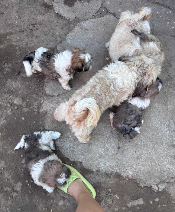 Pui Shih Tzu talie mică (baieteti)– Își caută familii iubitoare și responsabile