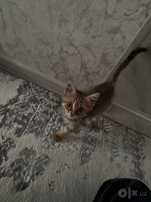 Отдам котенка в хорошие руки