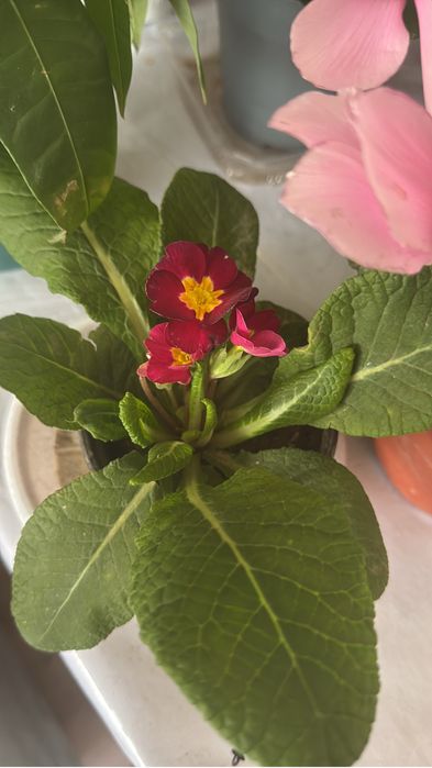 Продам герань разные королевкий