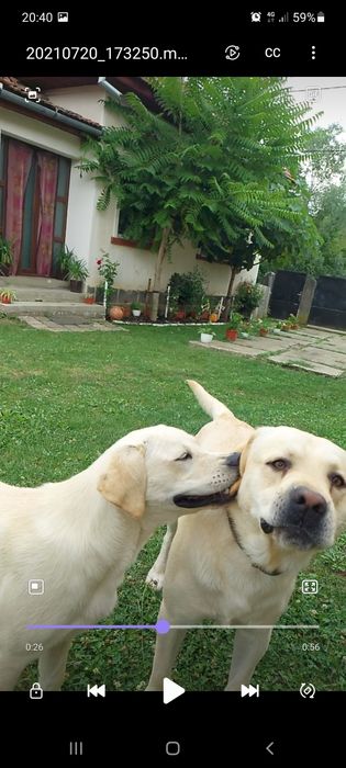 Donez caine labrador si catea labrador ( pereche)