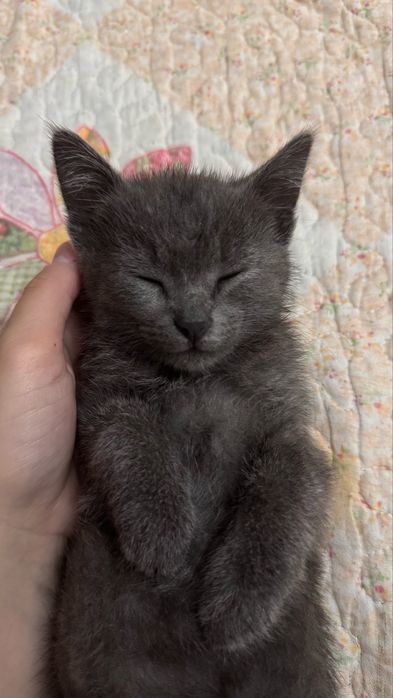 Котенок(девочка)
