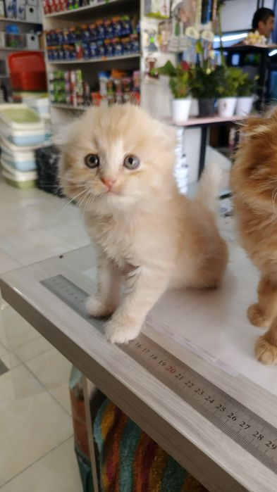 Продается  котята