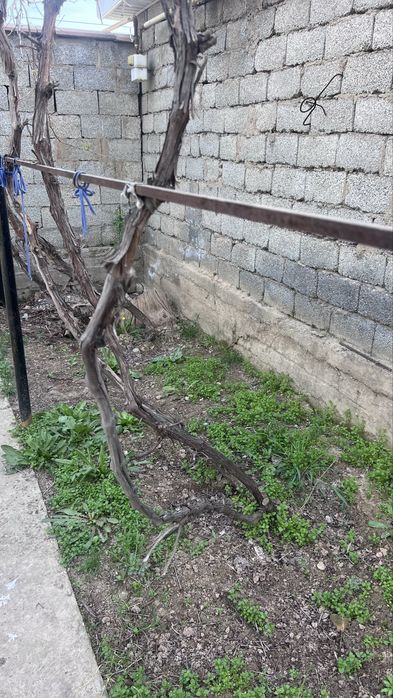 Жүзім керек болса алып кетіңдер