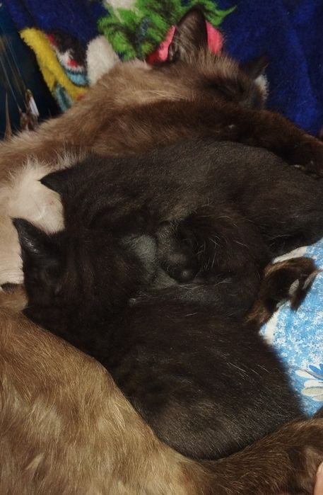 Черный мальчик милашка