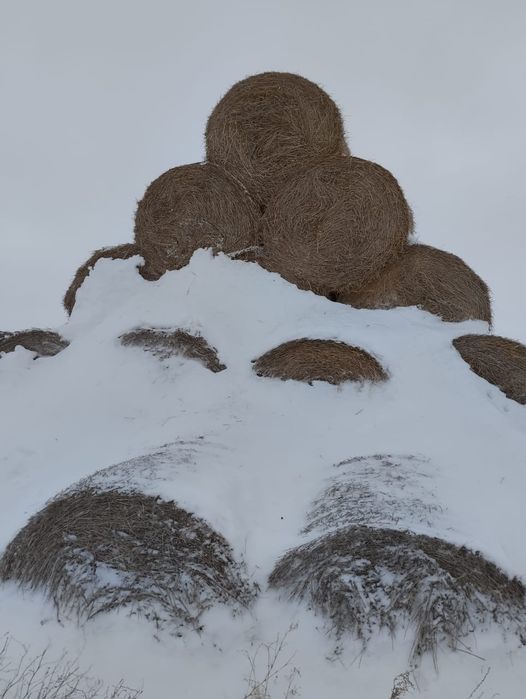 Продам сено в рулонах