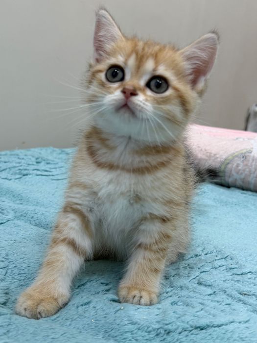 Продаются очаровательные котята .Очень ласковые, активные .