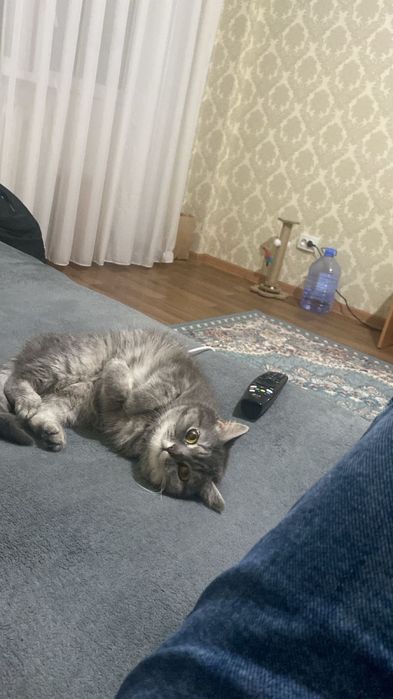 Срочно в добрые руки (сегодня )