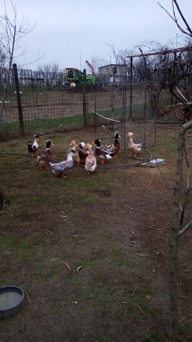 Vând ouă de rață moțată