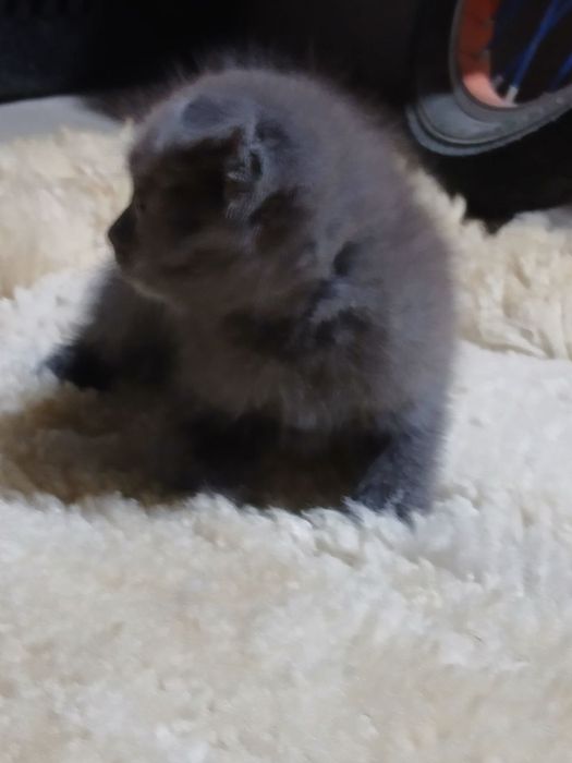 Шатланские котята чистые