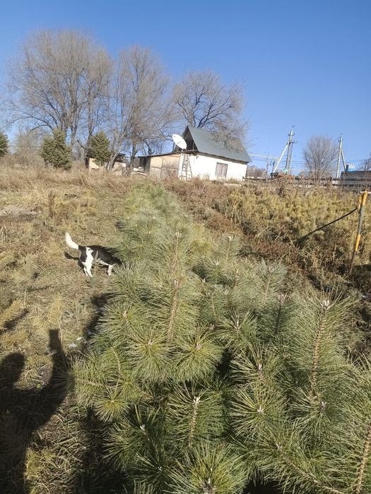 Сосна ёлочки от 60до 90 см