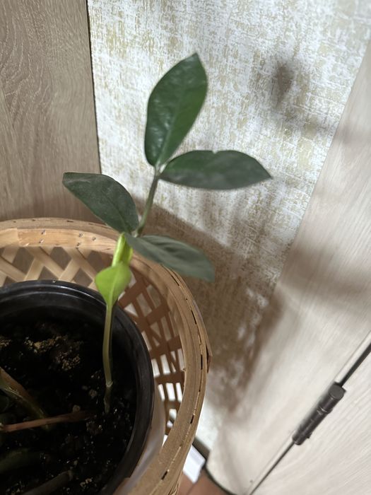 Комнатные цветы укоренившиеся