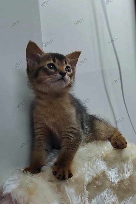 Абиссинский котёнок