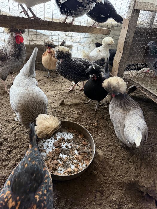 Oua moțate olandeze