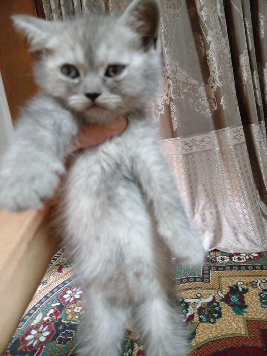 Британ мушукчалар сотилади