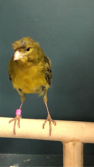 Канарейка (кенор) самец