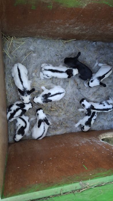 Vand iepuri californieni si fluture