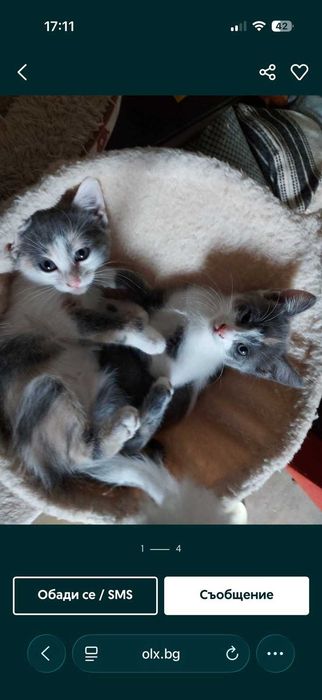 Подарявам малки котета