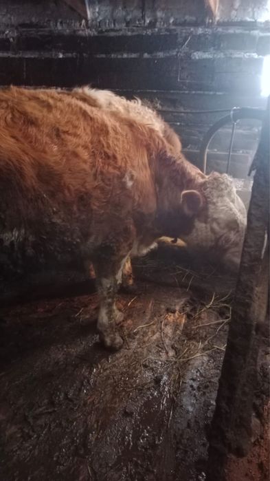 Соғым 1,5  жасар  тайынша сатылады