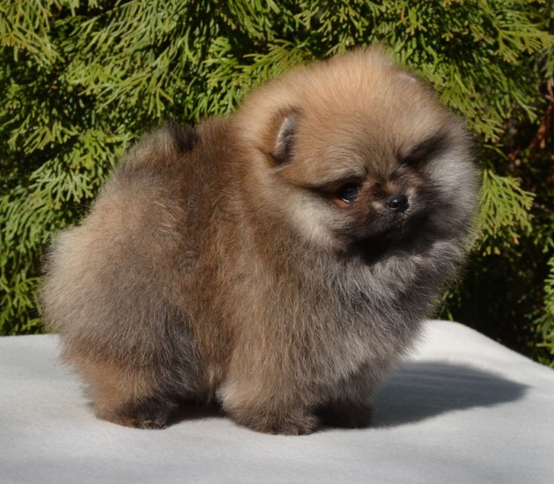 Fetita pomeranian mini/toy!