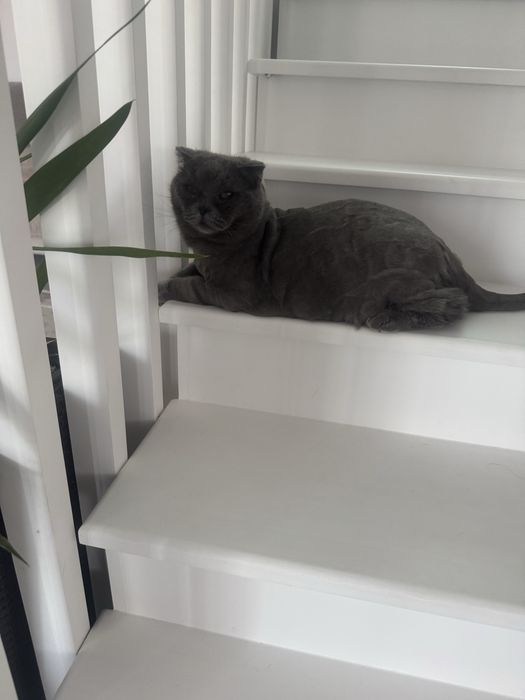Scotish Fold in varsta de 6 ani, motanel, spre adoptie