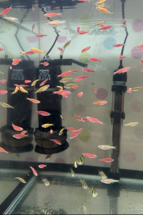 Продам аквариумных рыбок