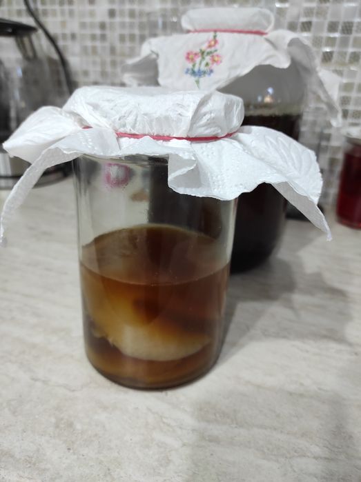 Ciupercă Kombucha Scoby