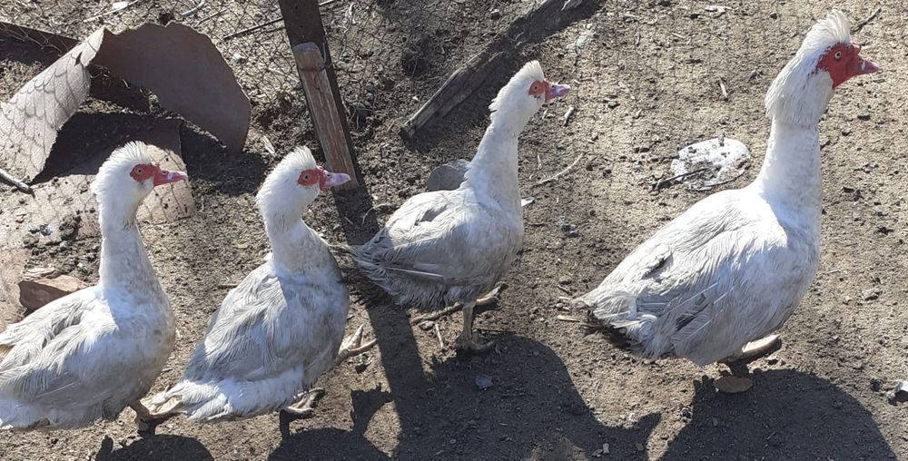 Индаутка сатылады