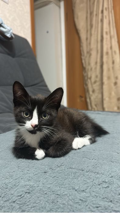 котята японский бобтейл