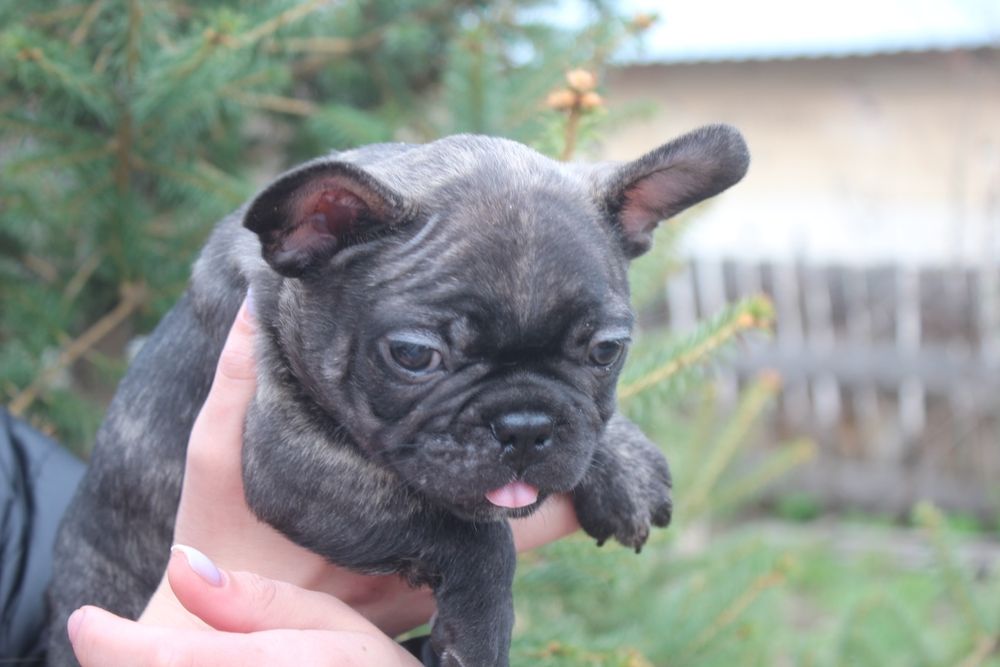 Французкие бульдоги мальчишки!