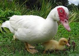 Юқори сифатли тухум ва гўшт йўналишидаги индоуткалар сотилади! Срочно!